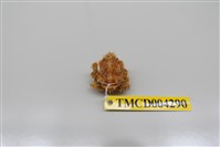 藏品(帶刺併額蟹)的圖片